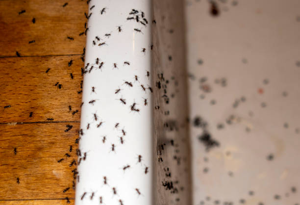 Best Termite Control Services  in Celoron, NY